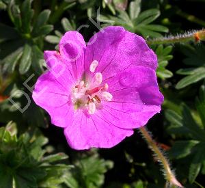 Geranium sanguineum 'Max Frei'