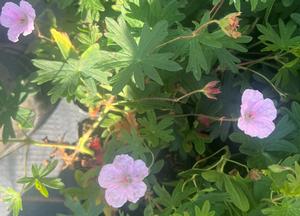 Geranium sanguineum var. striatum