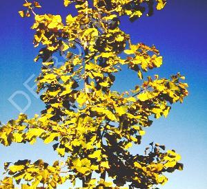 Ginkgo biloba