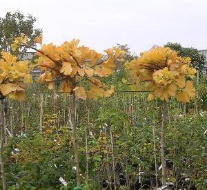 Ginkgo biloba 'Mariken'