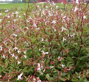 Gillenia trifoliata