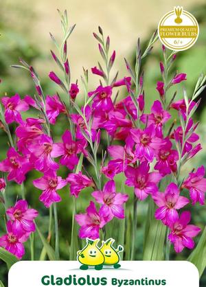 Gladiolus byzantinus