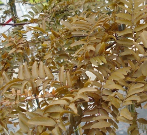 Gleditsia triacanthos 'Ruby Lace'