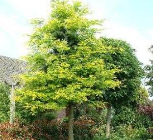 Gleditsia triacanthos 'Sunburst'