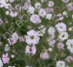 Gypsophila 'Rosenschleier'