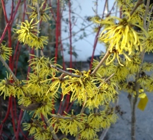 Hamamelis intermedia 'Arnold Promise'