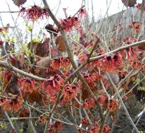 Hamamelis intermedia 'Diane'