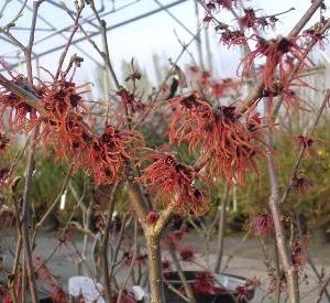 Hamamelis intermedia 'Feuerzauber'