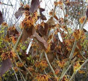 Hamamelis intermedia 'Jelena'