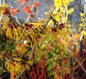 Hamamelis intermedia 'Orange Beauty'