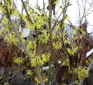 Hamamelis intermedia 'Westerstede'