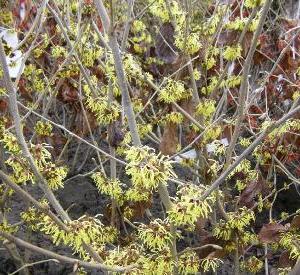 Hamamelis mollis 'Pallida'