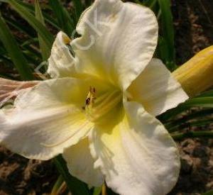 Hemerocallis 'Arctic Snow'