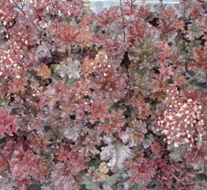 Heuchera 'Cappuccino'