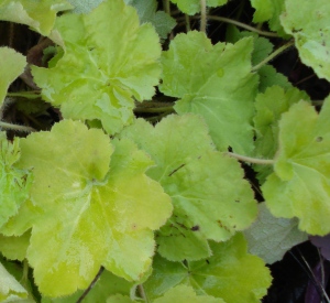 Heuchera 'Citronelle' (r)