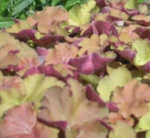 Heuchera 'Caramel' (r)