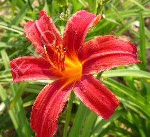 Hemerocallis 'Crimson Pirate'