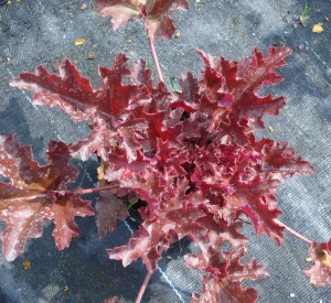 Heuchera 'Chocolate Ruffles' (r)