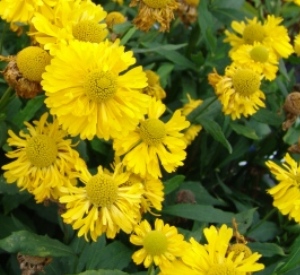 Helenium 'Double Trouble' ®