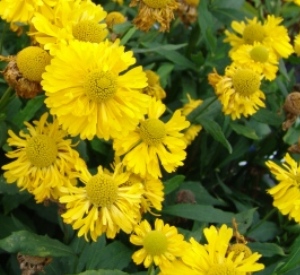 Helenium 'Double Trouble' (r)