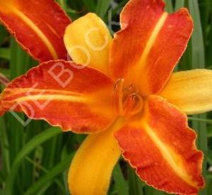 Hemerocallis 'Frans Hals'