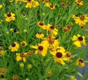 Helenium 'Fatamorgana'