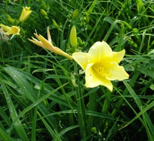 Hemerocallis 'Fragrant Returns' (r)