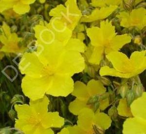 Helianthemum 'Golden Queen'