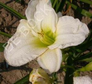 Hemerocallis 'Gentle Shepherd'