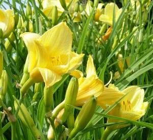 Hemerocallis 'Happy Returns'