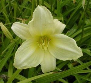 Hebe    in cultivars