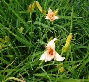 Hemerocallis 'Lynn Hall'