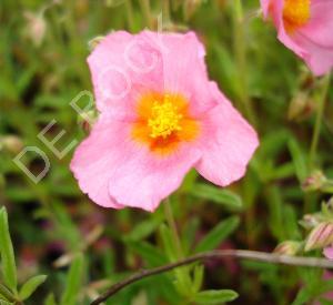 Helianthemum 'Lawrenson's Pink'