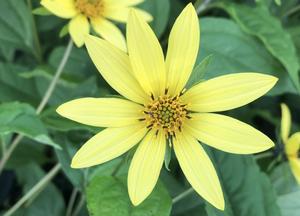 Helianthus 'Lemon Queen'