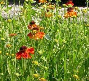 Helenium 'Moerheim Beauty'