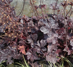 Heuchera 'Obsidian' (r)