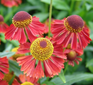 Helenium 'Ruby Tuesday' (r)