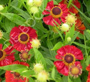 Helenium 'Rubinzwerg'