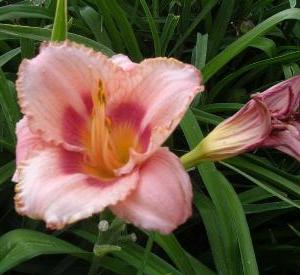 Hemerocallis 'Strawberry Candy'