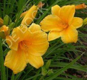 Hemerocallis 'Stella de Oro'