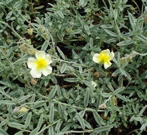 Helianthemum 'Snow Queen'