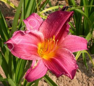 Hemerocallis 'Summer Wine'