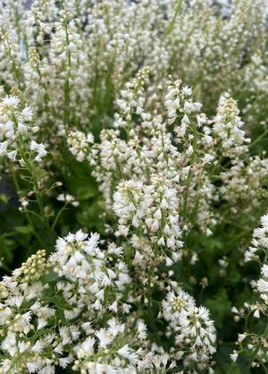 Heucherella 'White Revolution'