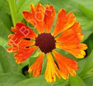 Helenium 'Waltraut'