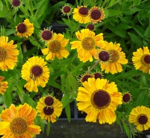 Helenium 'Wyndley'