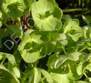 Helleborus argutifolius