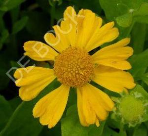 Helenium autumnale 'Pumilum Magnificum'