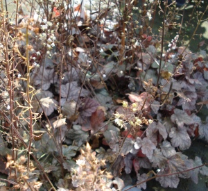 Heucherella alba 'Quicksilver'