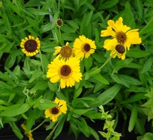 Helenium bigelovii 'The Bishop'