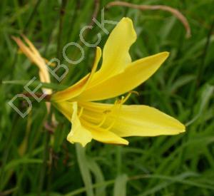 Hemerocallis citrina